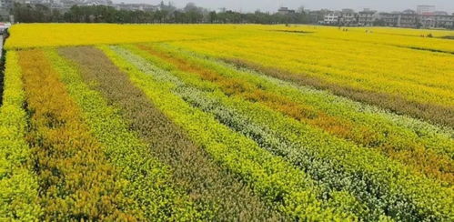 彩色油菜花 農(nóng)業(yè)創(chuàng)新還是無謂之舉？