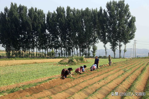 蔥農(nóng)擴(kuò)大種植面積的機(jī)遇與挑戰(zhàn) 理性規(guī)劃與科學(xué)培育之道