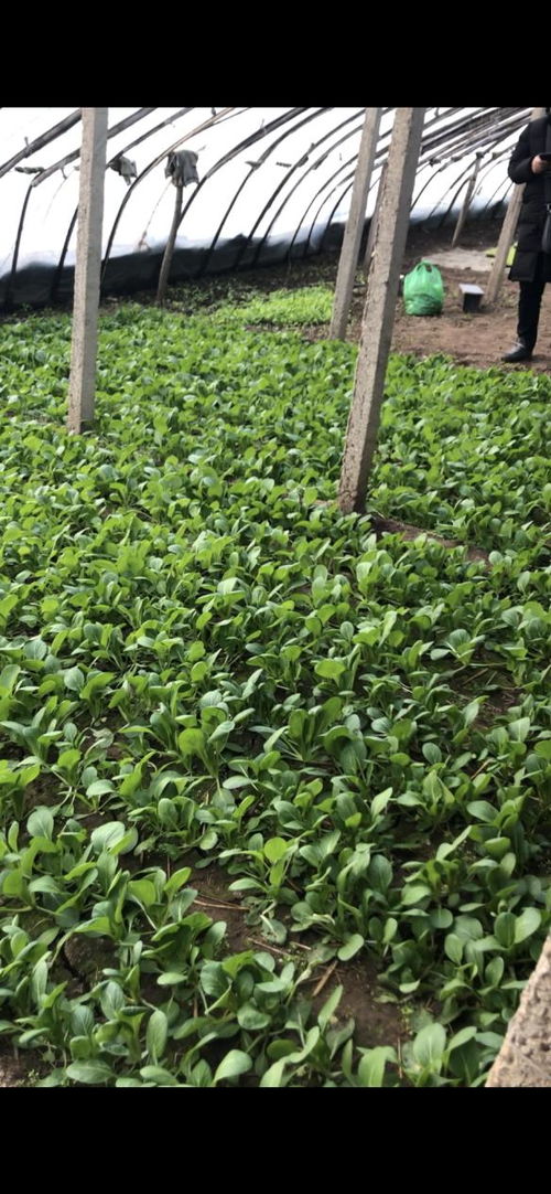華濱生物百億擴(kuò)繁，引領(lǐng)農(nóng)業(yè)種植進(jìn)入強(qiáng)效補(bǔ)菌新時(shí)代