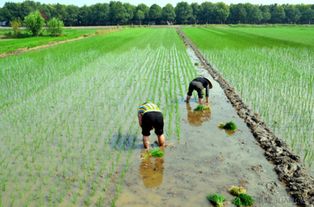 前進(jìn)需動(dòng)力，后退需智慧——論現(xiàn)代農(nóng)業(yè)種植的平衡之道