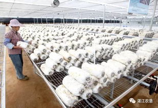 靈秀田園，靈芝采摘 現(xiàn)代農(nóng)業(yè)培育的詩意棲居