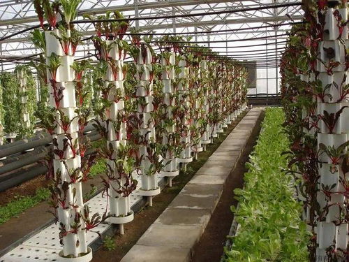 盤點(diǎn)五種農(nóng)業(yè)新型種植技術(shù)