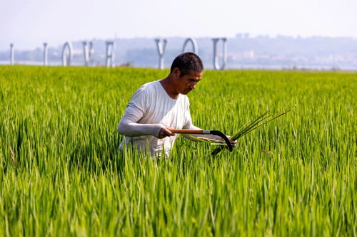 襄緣花海 幸福田園農(nóng)業(yè)種植項(xiàng)目，豐景好農(nóng)業(yè)培育新篇章