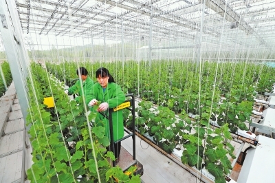 駐馬店市確山縣 綠色農業引領脫貧之路