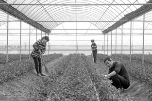 花海鋪就致富路——河南項城市南頓鎮發展花卉種植助農增收紀實