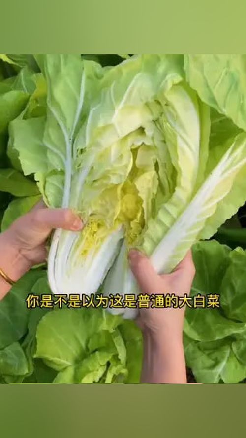 今春種快菜，輕松收獲優質葉菜