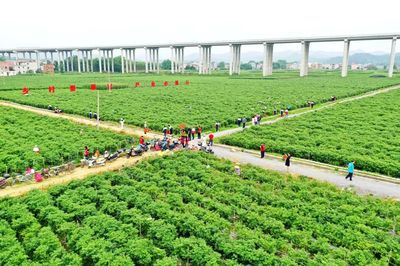 科技引領(lǐng)，智慧農(nóng)業(yè)培育新篇章——△市農(nóng)業(yè)農(nóng)村局推進(jìn)現(xiàn)代農(nóng)業(yè)發(fā)展紀(jì)實(shí)