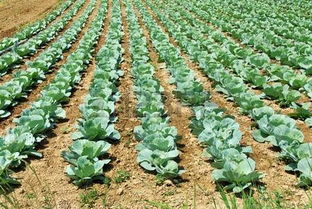 探索農(nóng)業(yè)之美 cabbage heads正版圖像與123rf中國(guó)高質(zhì)量免版稅圖像庫(kù)