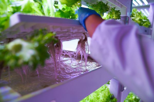 從一人到眾人 聯(lián)合國(guó)新聞關(guān)注中國(guó)農(nóng)業(yè)數(shù)字轉(zhuǎn)型下的種植變革