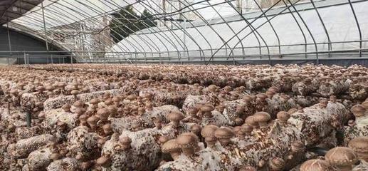 盧氏農(nóng)產(chǎn)品企業(yè)文化調(diào)研 以“萬(wàn)人助萬(wàn)企”為抓手，助推農(nóng)業(yè)品牌培育新篇章