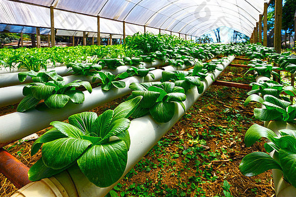 綠色科技，豐饒未來(lái)——農(nóng)業(yè)產(chǎn)品種植技術(shù)公司畫冊(cè)封面模板